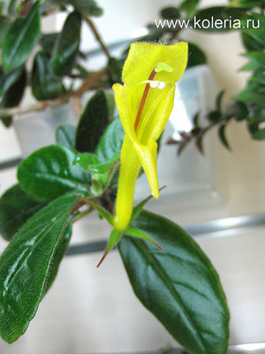  sulfurea ()