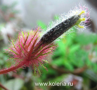  teuscheri (tricantha) ()