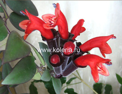  javanicus ()