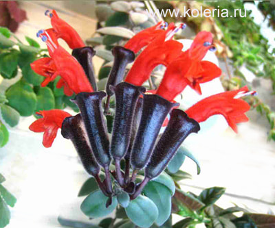  lobbianus variegated ()