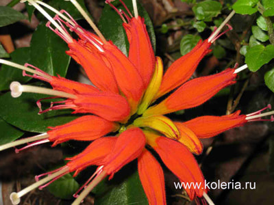  Speciosus