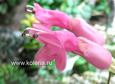  Thai Pink ()