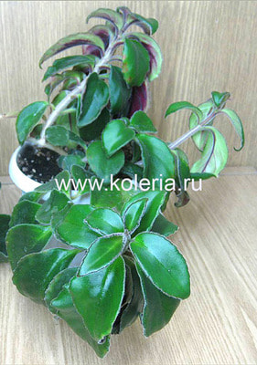  crassifolius (Schott) Wiehler 'Carangola' ()