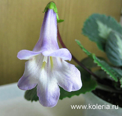  brassicoides 'Marble Leaf' ()