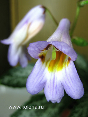  dryas 'Angustifolia' ()