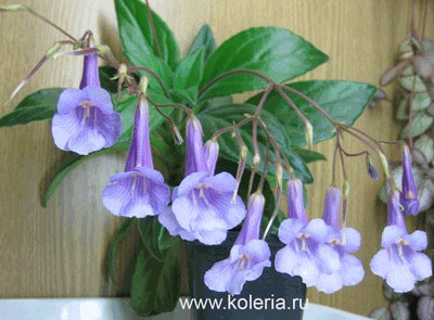  latifolia x sp.linearifolia ()