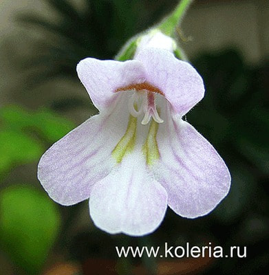  linearifolia ()