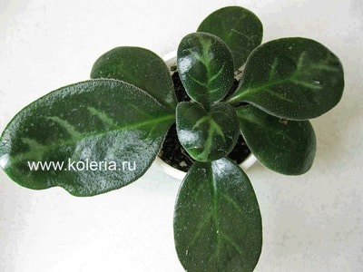  minutimaculata