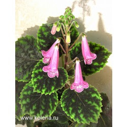  HCY`s Winter Glory