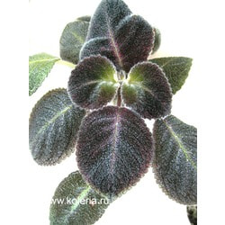  Chocolate Velur