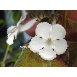  lilacine "Panama White"