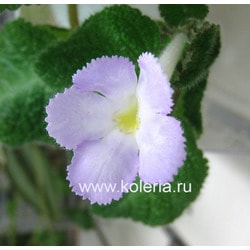 lilacine Viridis