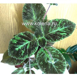  Emerald Velvet ( )
