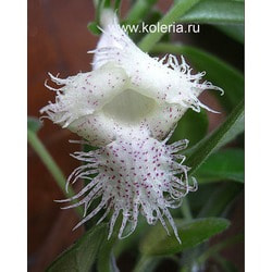  chiapensis