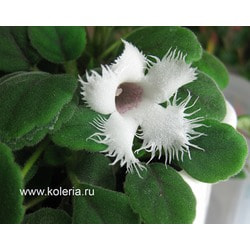  dianthiflora
