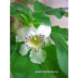  punctata