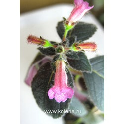  'Rosea'