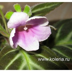 Gloxinella lindeniana ( )
