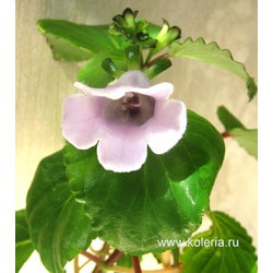  perennis