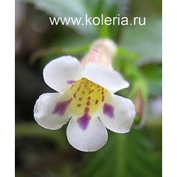  luteolum