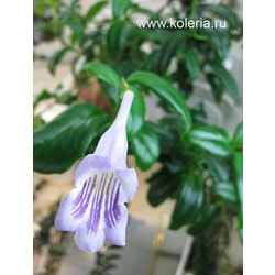  pauciflorus