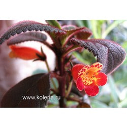  sp. Equador