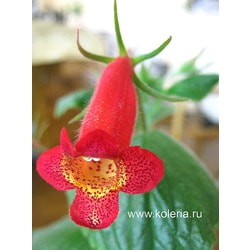  nematanthodes 'Evita'