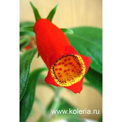  sylvatica