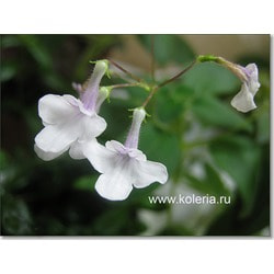  pallidiflorus (. )