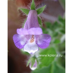  verticillata (ehrenbergii)