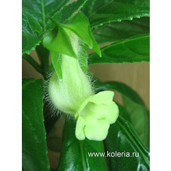  barbata 'Jomar'