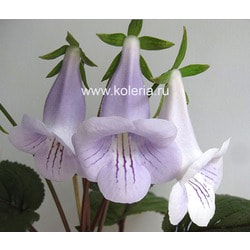  eumorpha