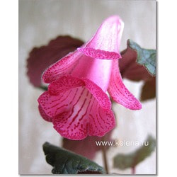  Isa`s Flamboyant