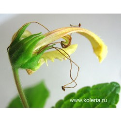  Krezdorn Yellow