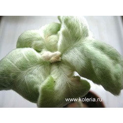  leucotricha