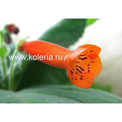  lineata
