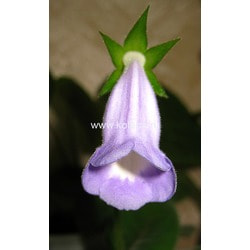  speciosa Lavender Queen
