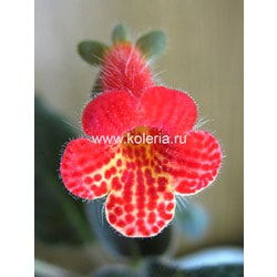  amabilis var. bogotensis