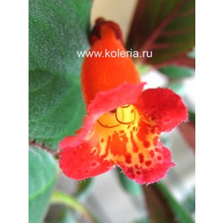  eriantha