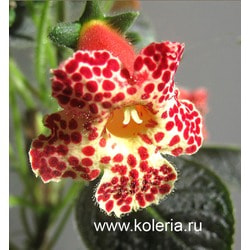  MM`s Zubejda