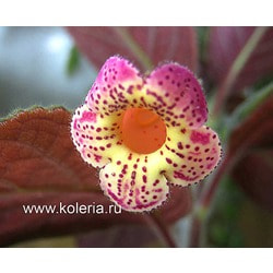  Yf&#180;s Soli