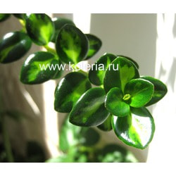  gregarius dibleys gold