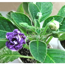  speciosa Aurora Borealis