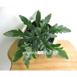  pinnata