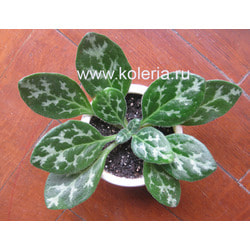  yrtocarpa
