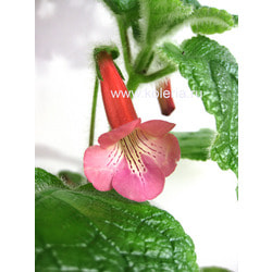 ��������� EW's Spring Melody