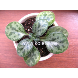 ��������� Yungfuensis Silver Frosted Jade