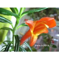  crassifolia Bronda