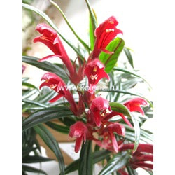  Crimson Spike