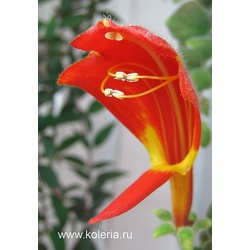  gloriosa